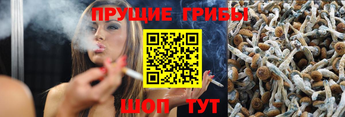 Псилоцибиновые грибы Psilocybine cubensis Новокубанск